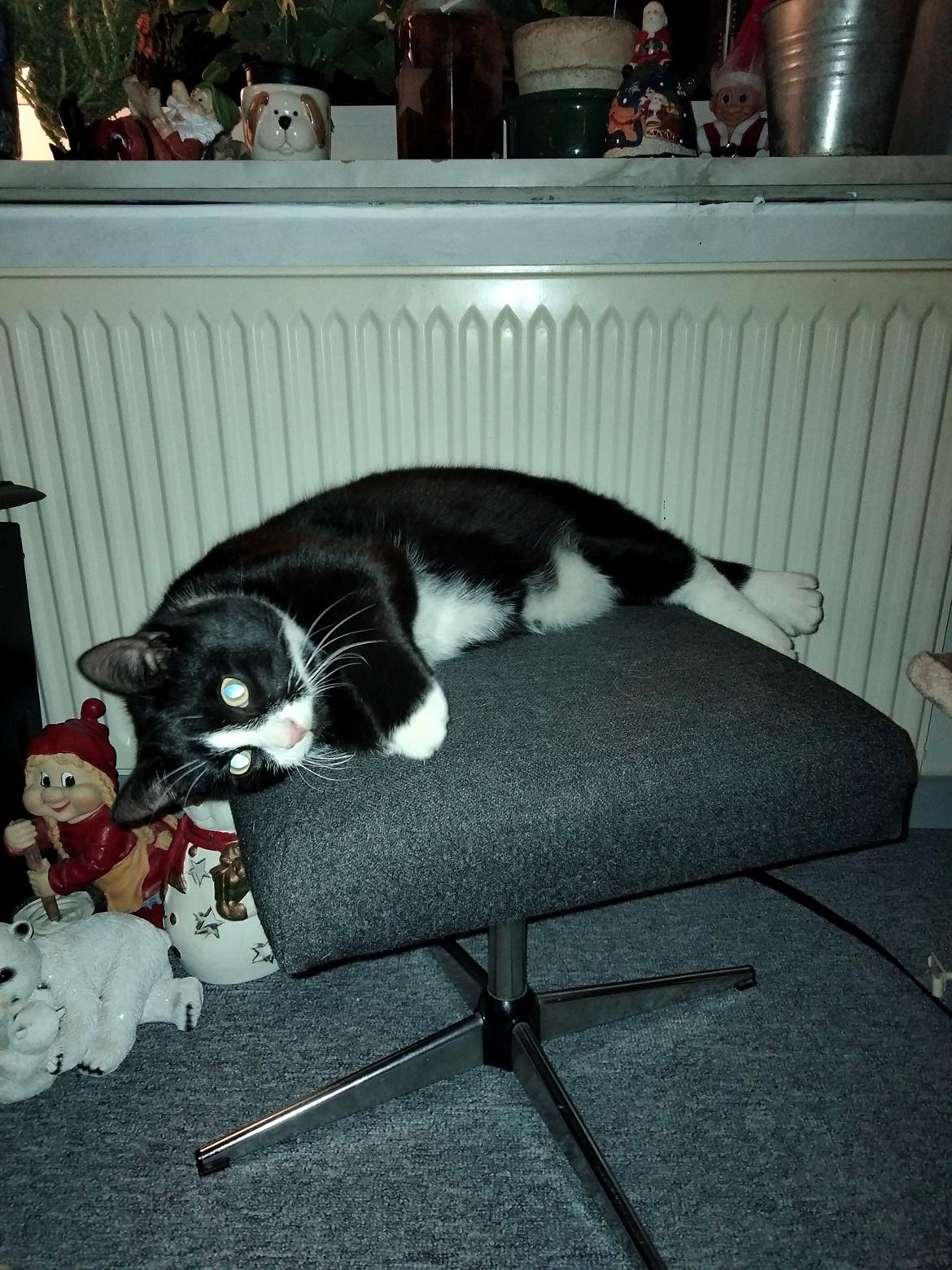 Huskat Frede billede 10