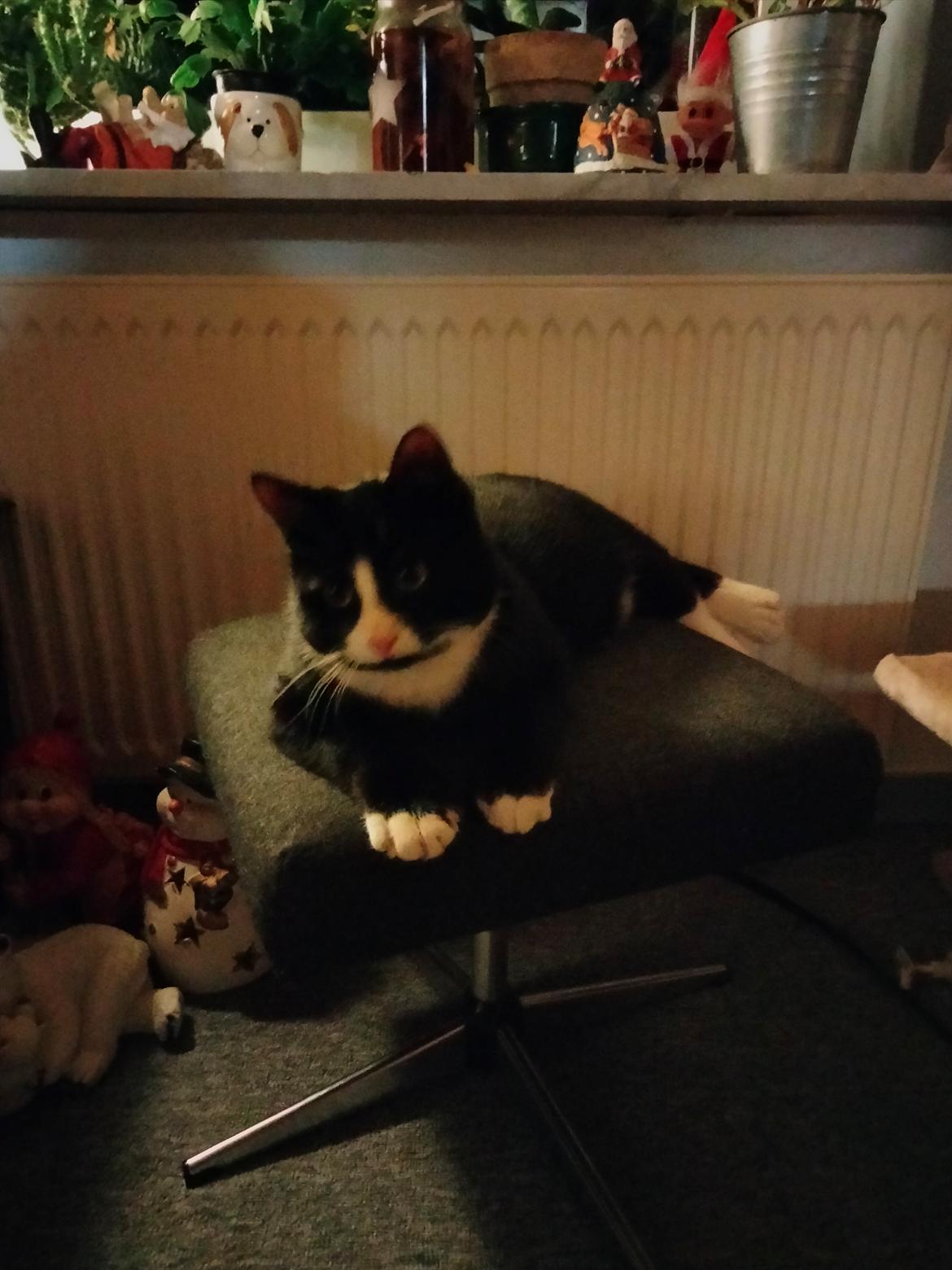 Huskat Frede billede 11