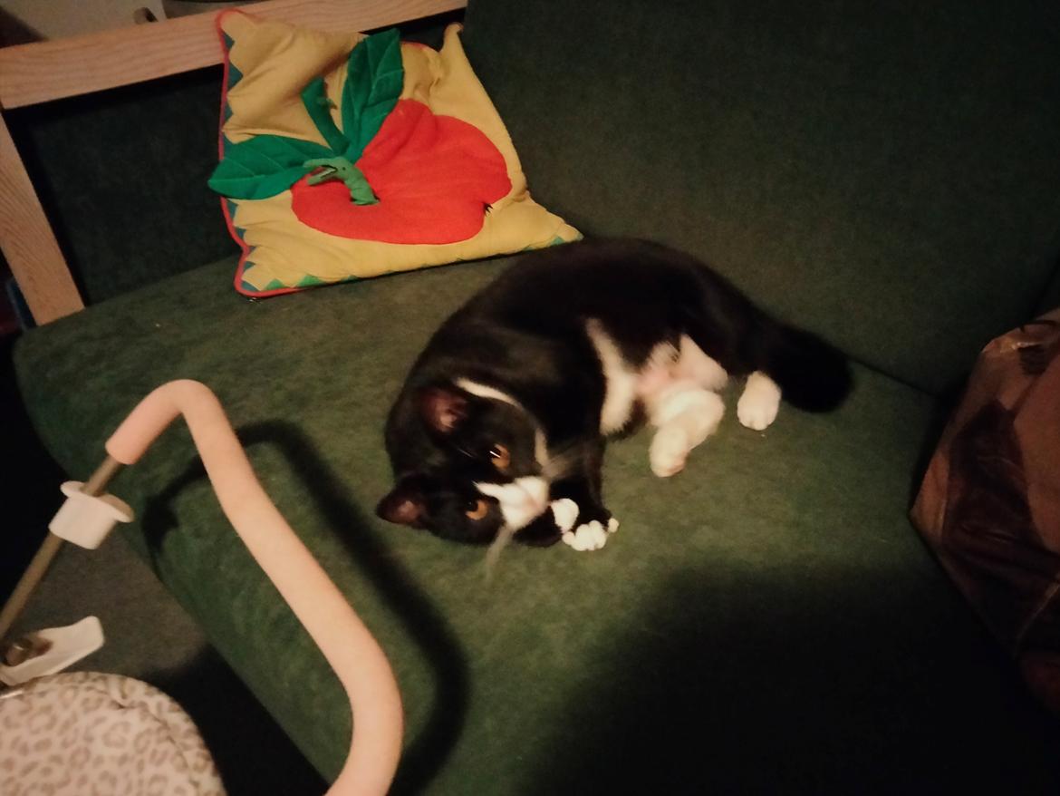 Huskat Nala billede 10