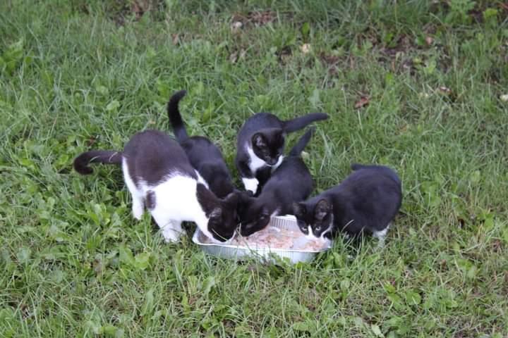 Huskat Luna billede 2