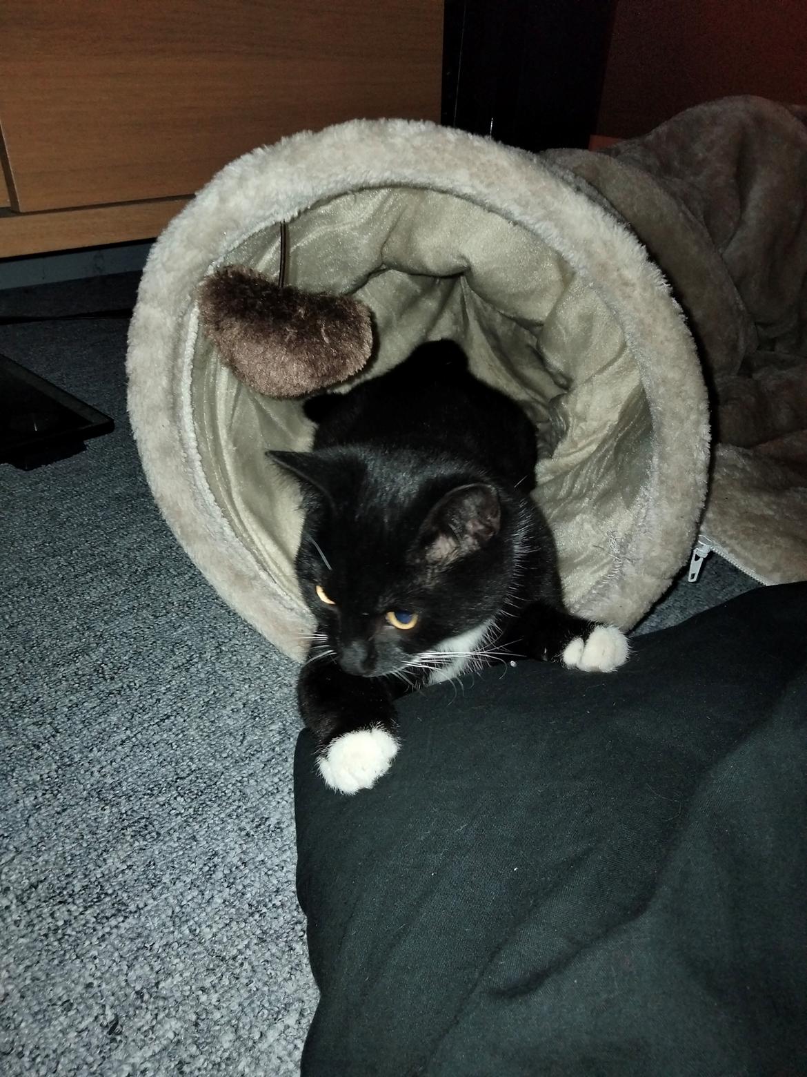 Huskat Luna billede 10