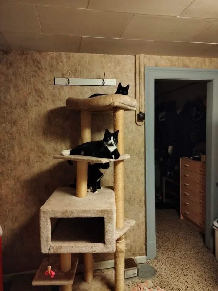 Huskat Frede billede 20