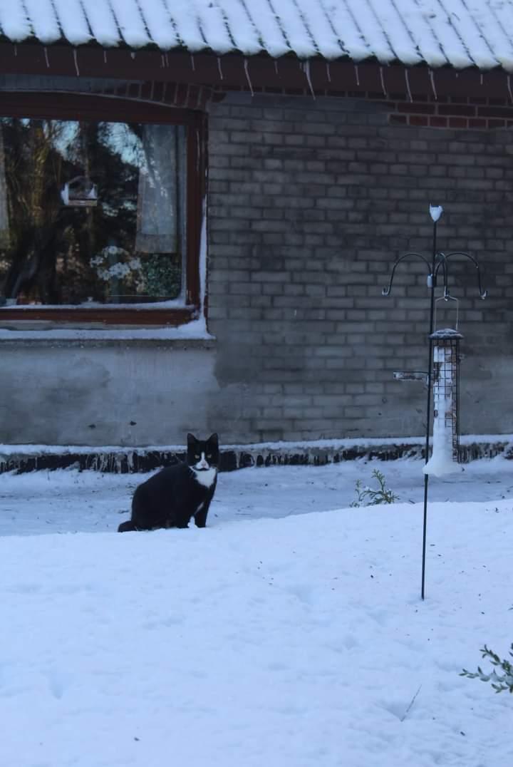 Huskat Frede billede 19