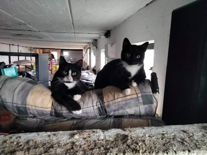 Huskat Frede billede 17