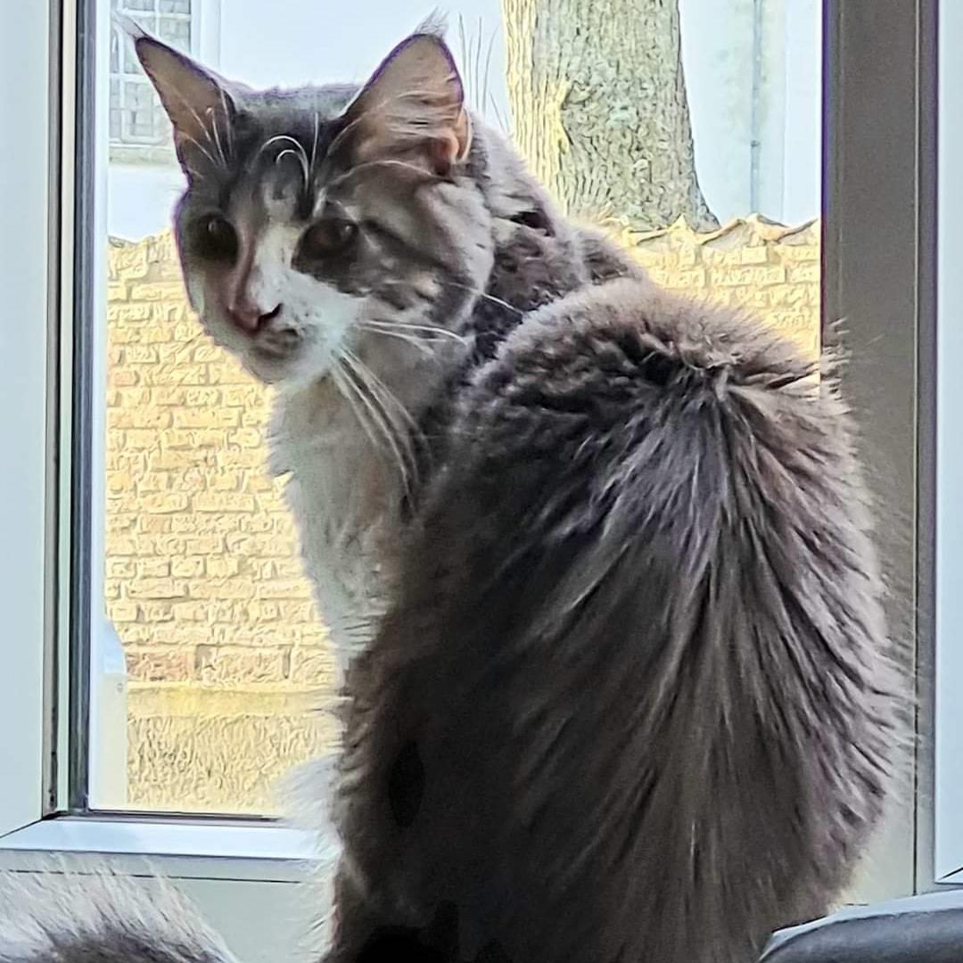 Maine Coon DK Blackangel's Venus billede 10