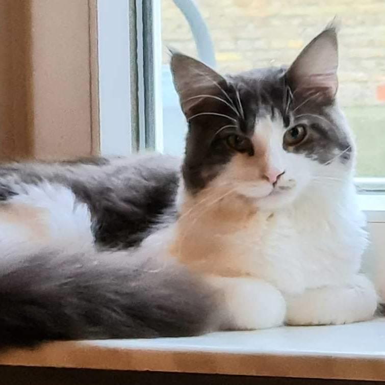 Maine Coon DK Blackangel's Venus billede 11