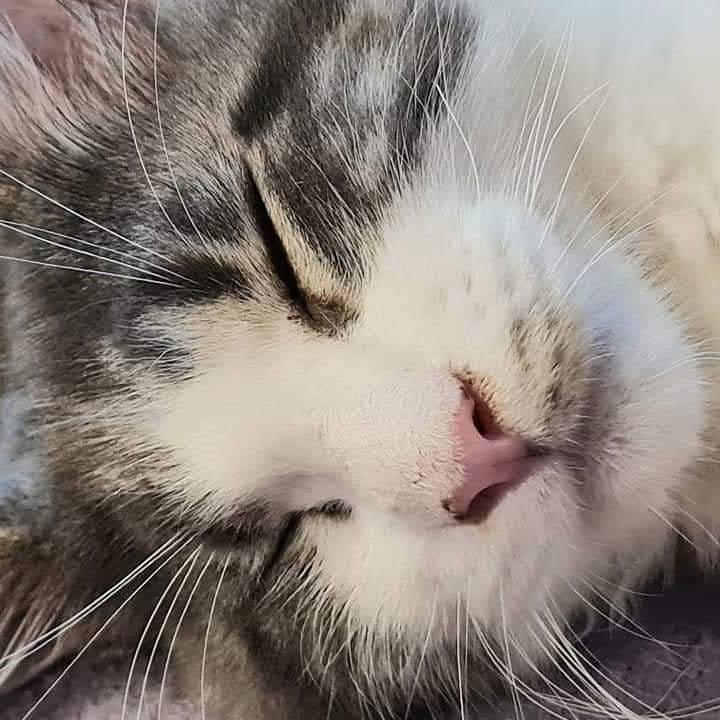 Maine Coon DK Blackangel's Venus billede 15