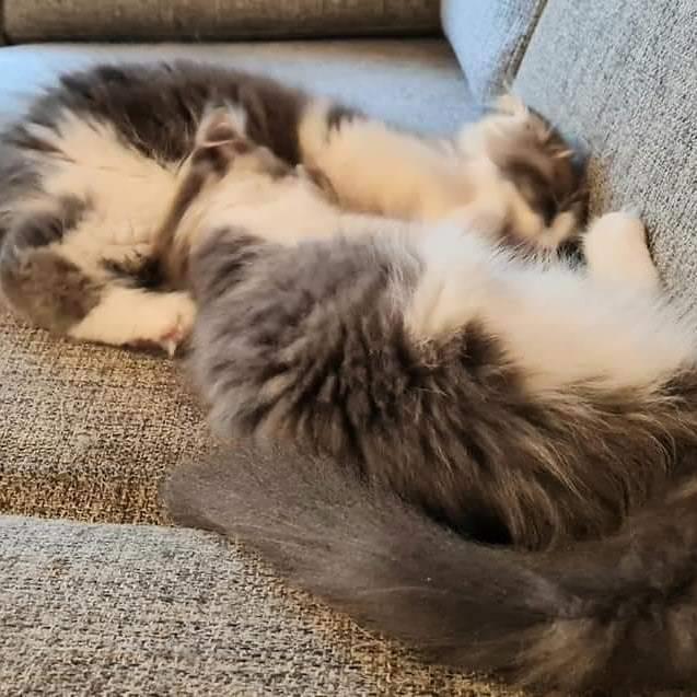 Maine Coon DK Blackangel's Venus billede 16