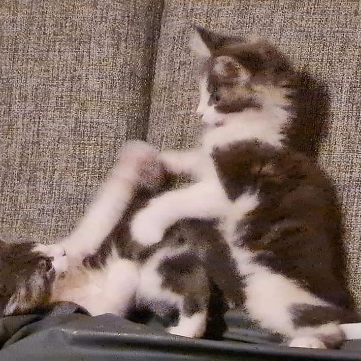 Maine Coon DK Blackangel's Venus billede 17