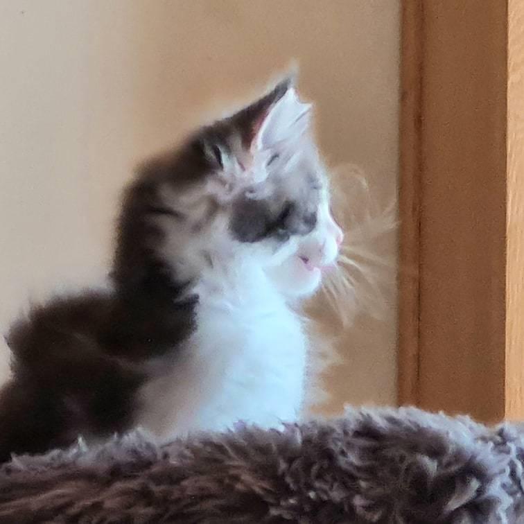 Maine Coon DK Blackangel's Venus billede 18