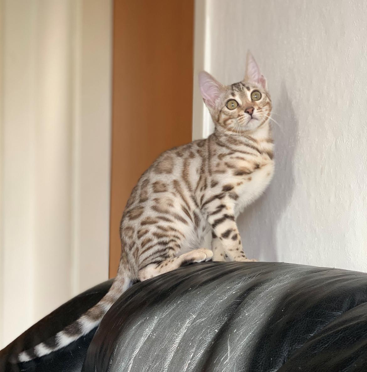 Bengal Oakheart Aurora billede 16