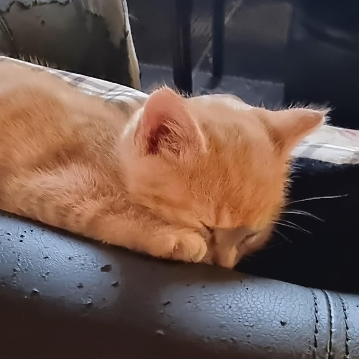 Huskat Fifi billede 2