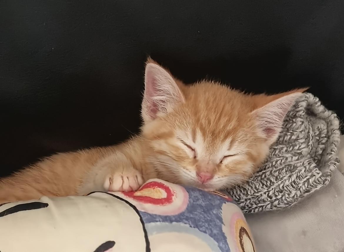 Huskat Fifi billede 3