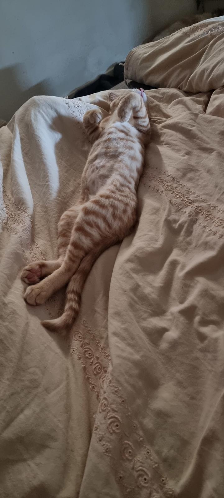 Huskat Fifi billede 8