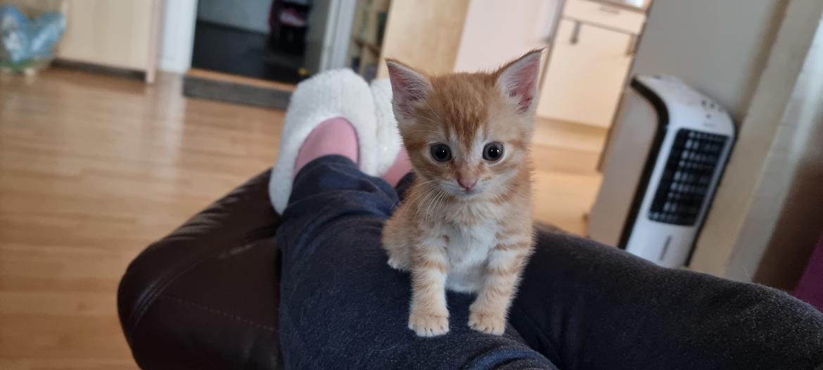 Huskat Fifi billede 1