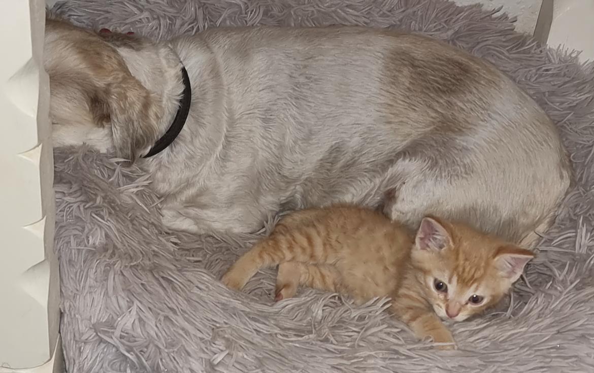 Huskat Fifi billede 4