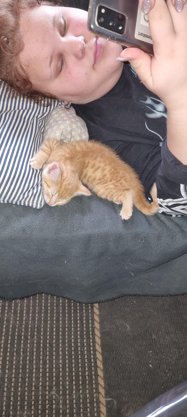 Huskat Fifi billede 5