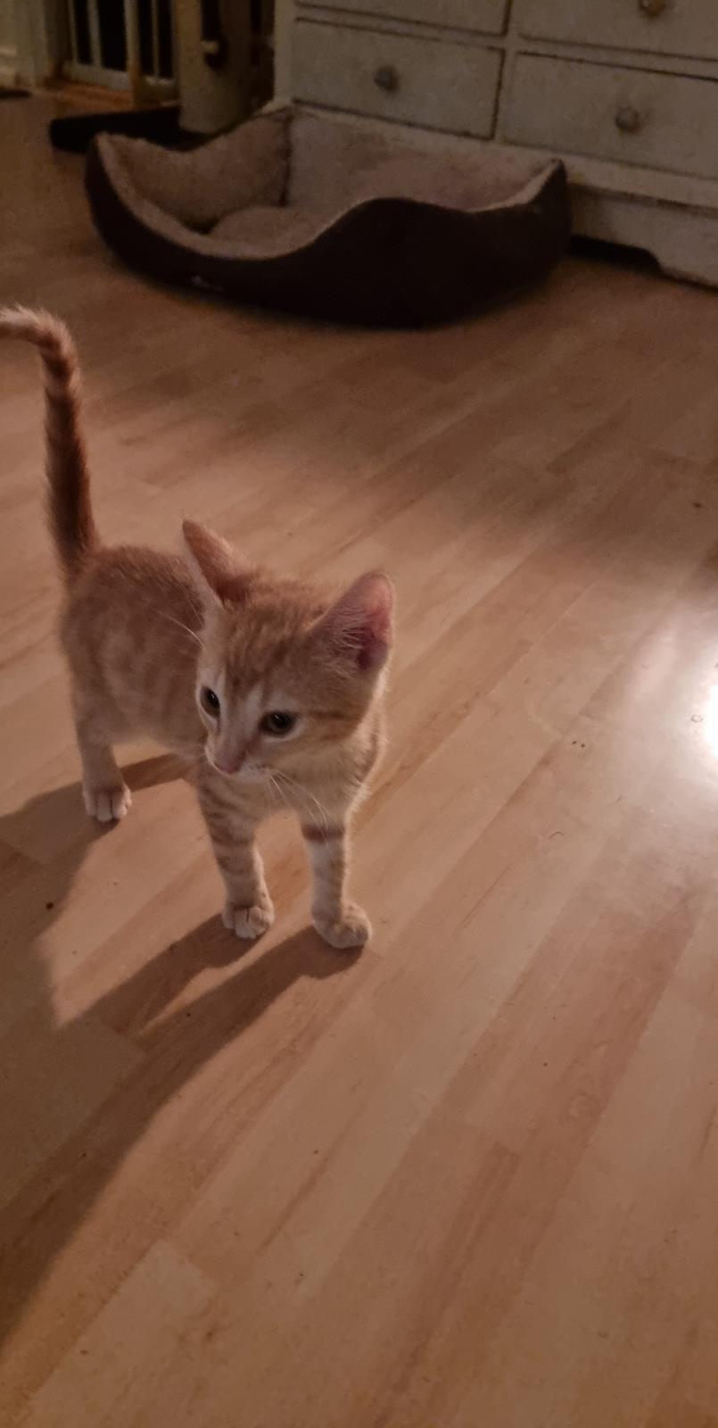 Huskat Fifi billede 9