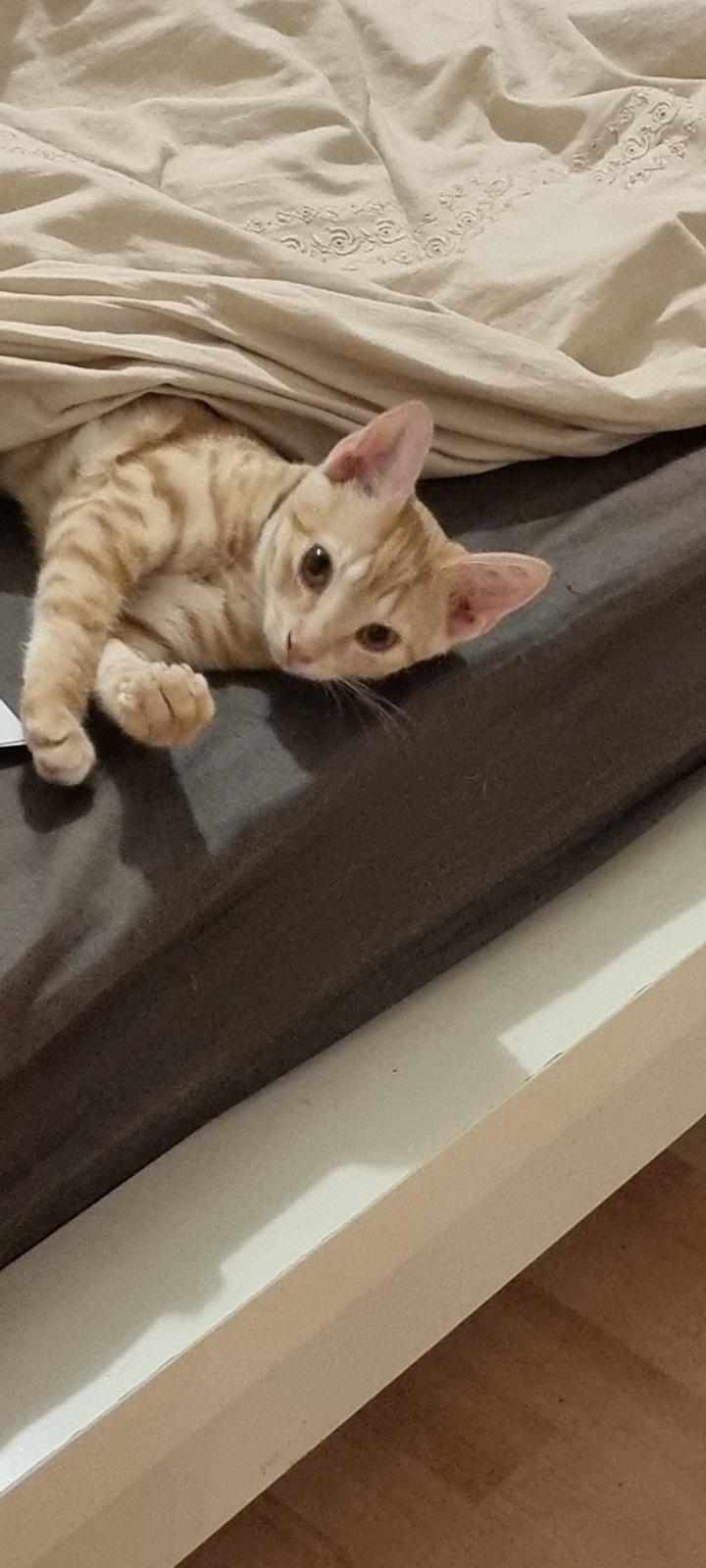 Huskat Fifi billede 10