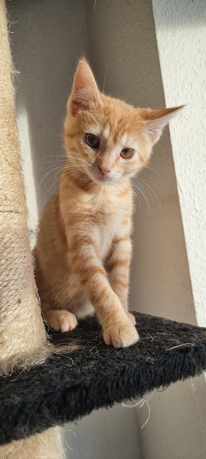 Huskat Fifi billede 6