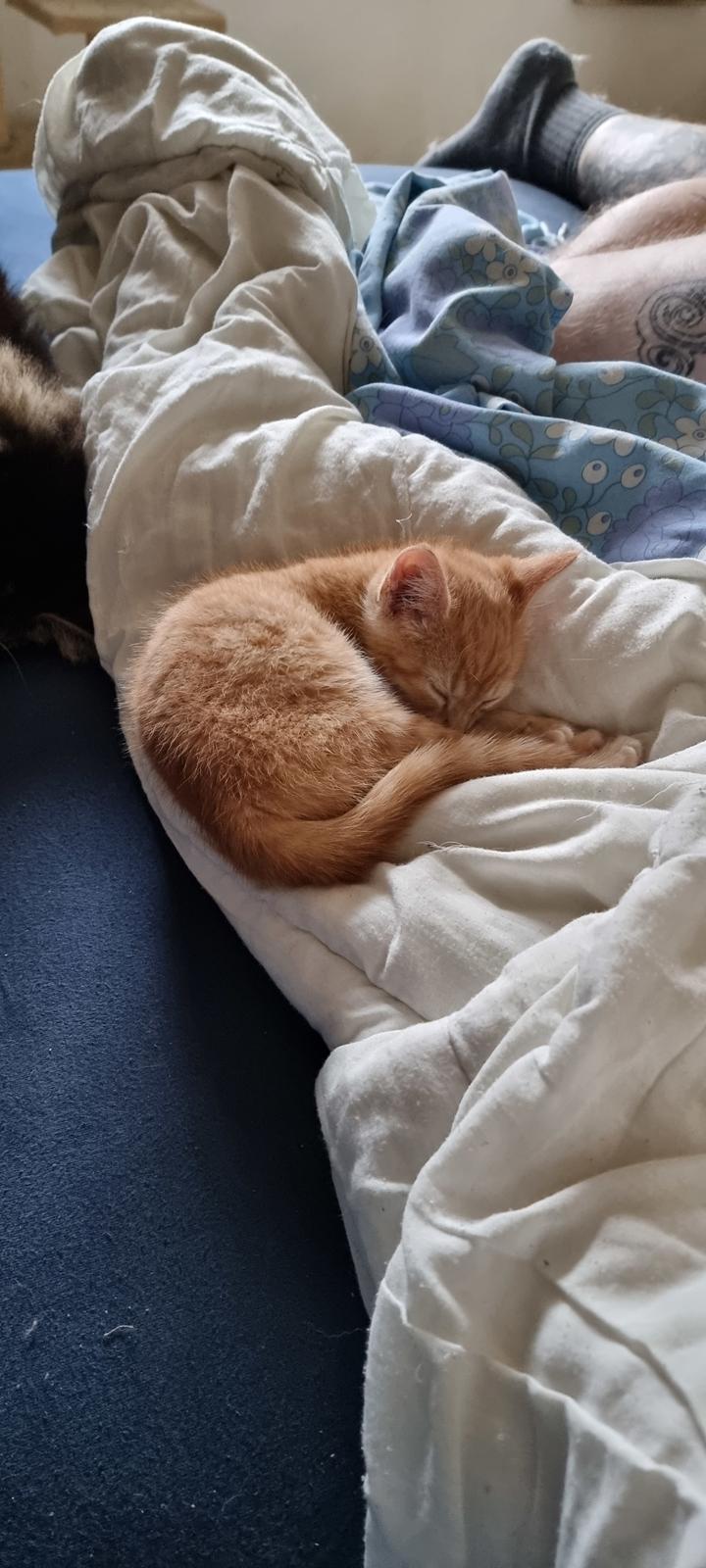 Huskat Fifi billede 7