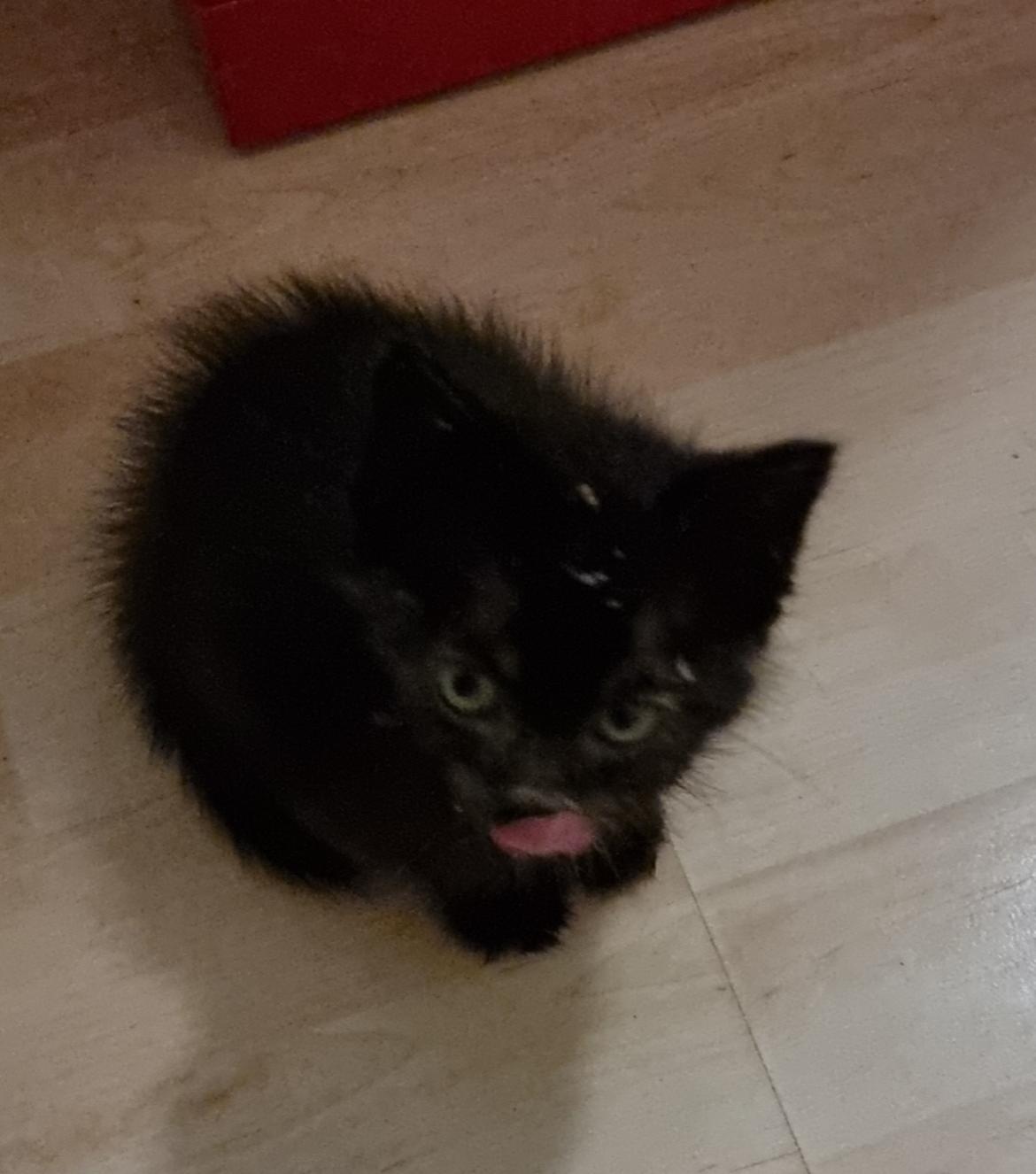 Huskat Vibeke billede 2