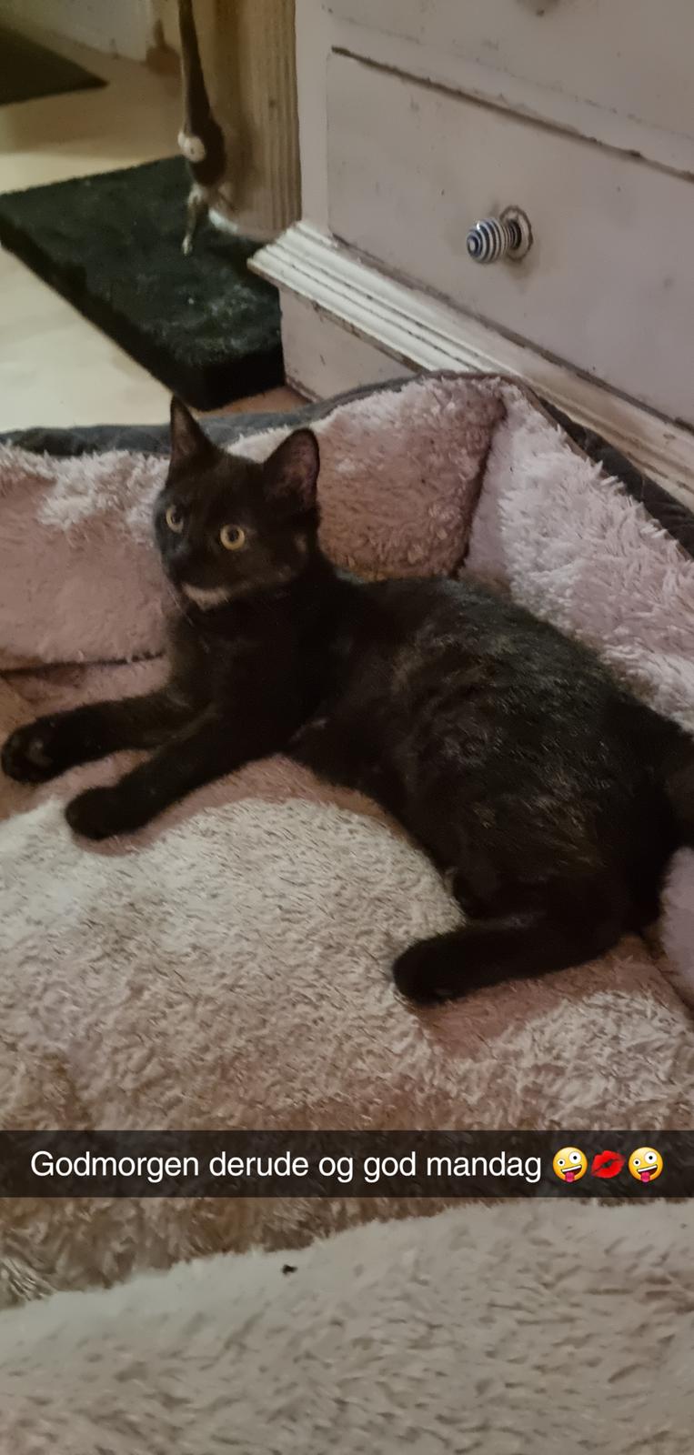 Huskat Vibeke billede 8