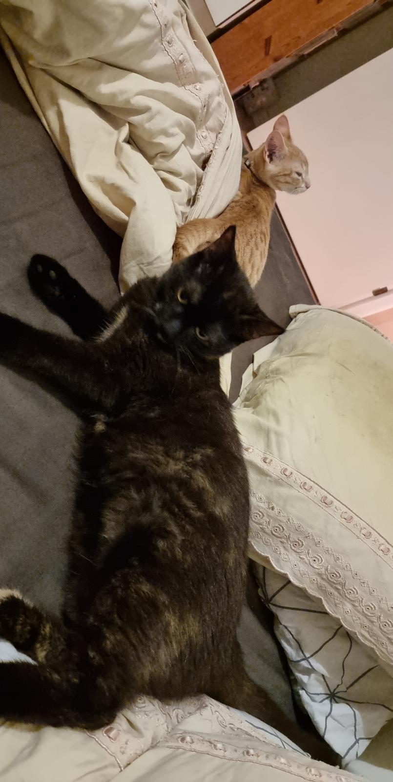 Huskat Vibeke billede 11