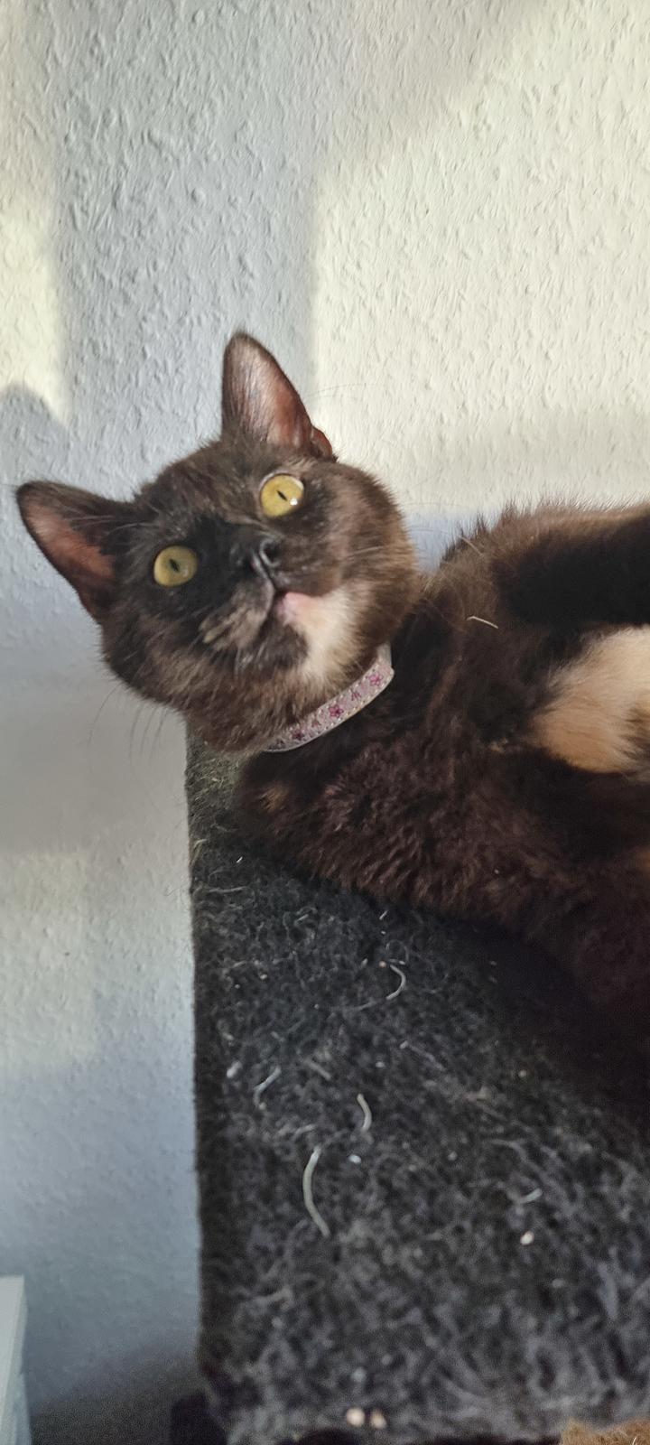 Huskat Vibeke billede 7