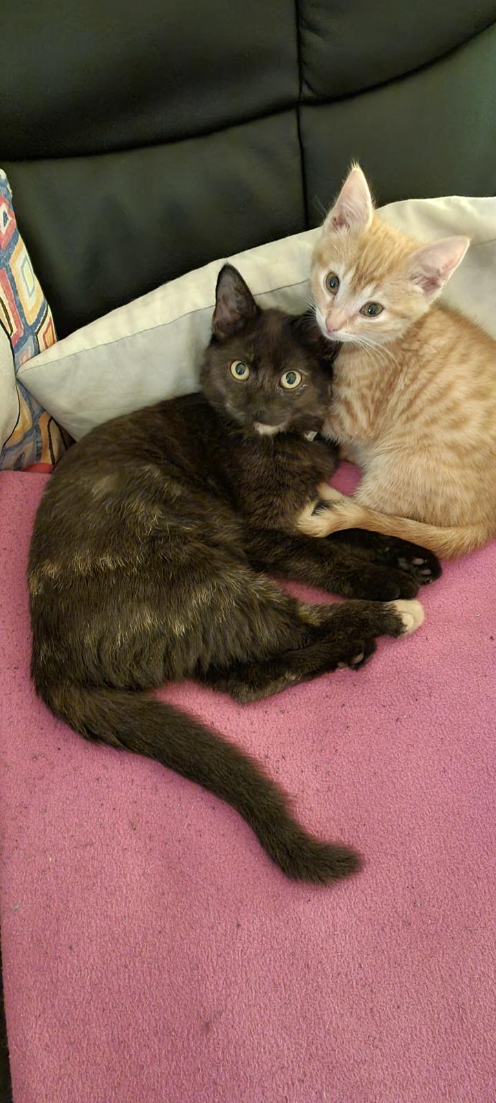 Huskat Vibeke billede 10