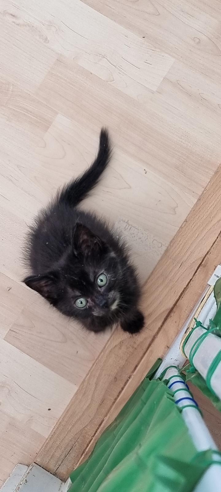 Huskat Vibeke billede 1