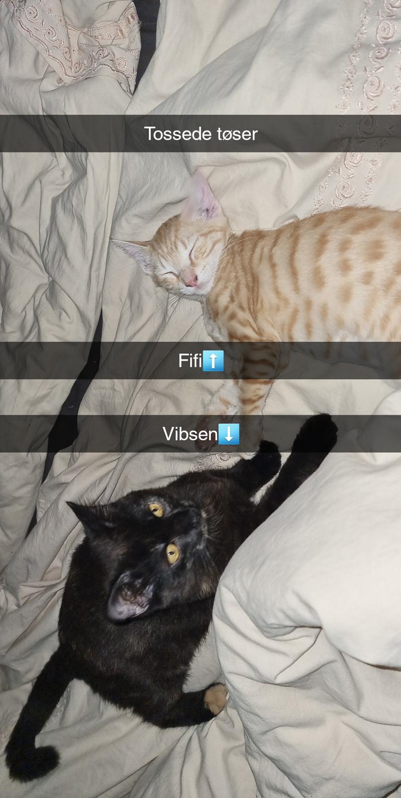 Huskat Vibeke billede 12