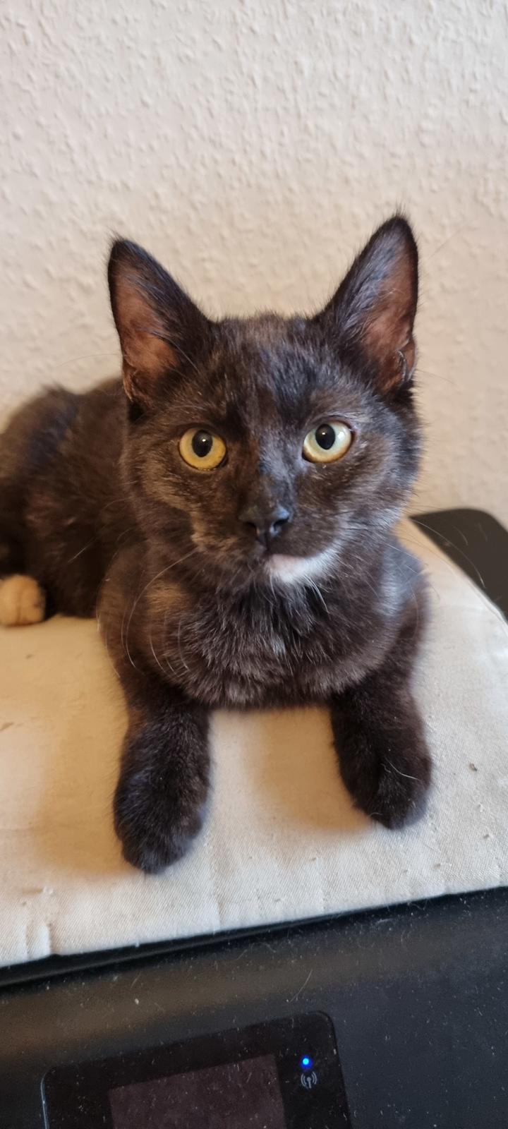 Huskat Vibeke billede 9