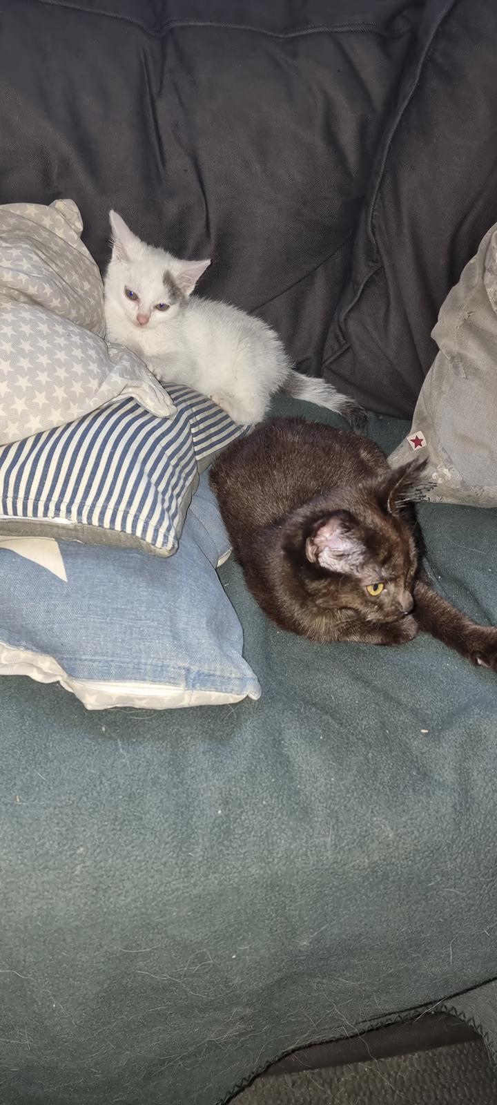 Huskat Vibeke billede 4