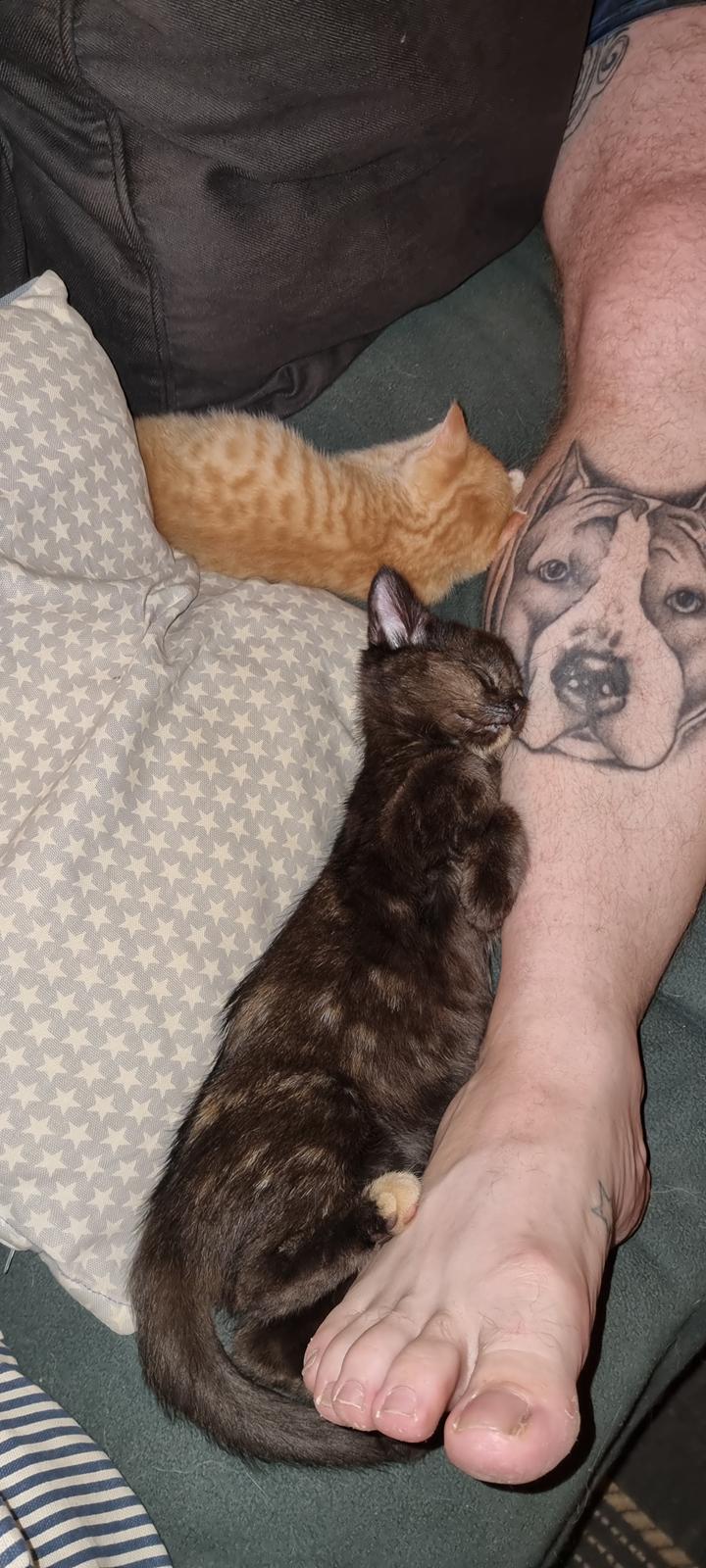 Huskat Vibeke billede 5