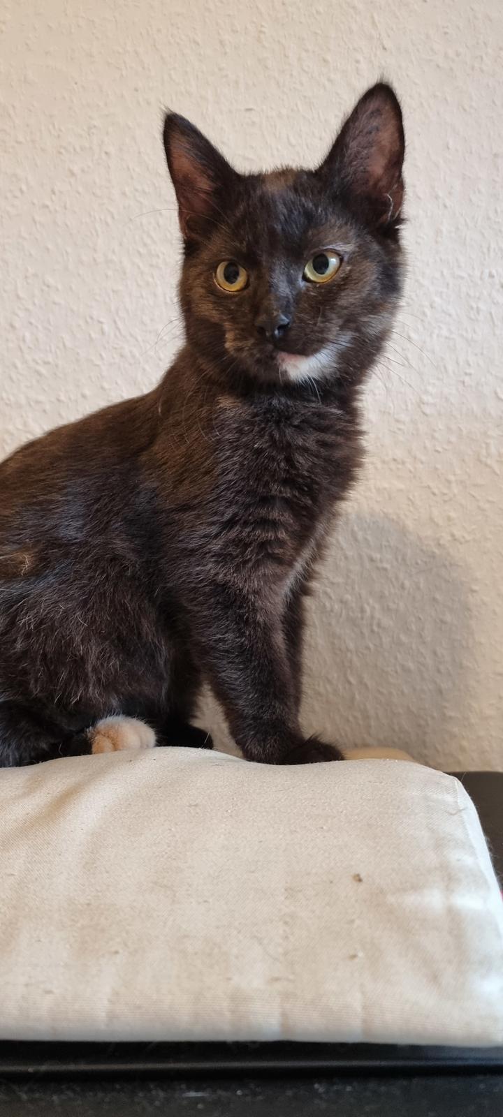 Huskat Vibeke billede 6