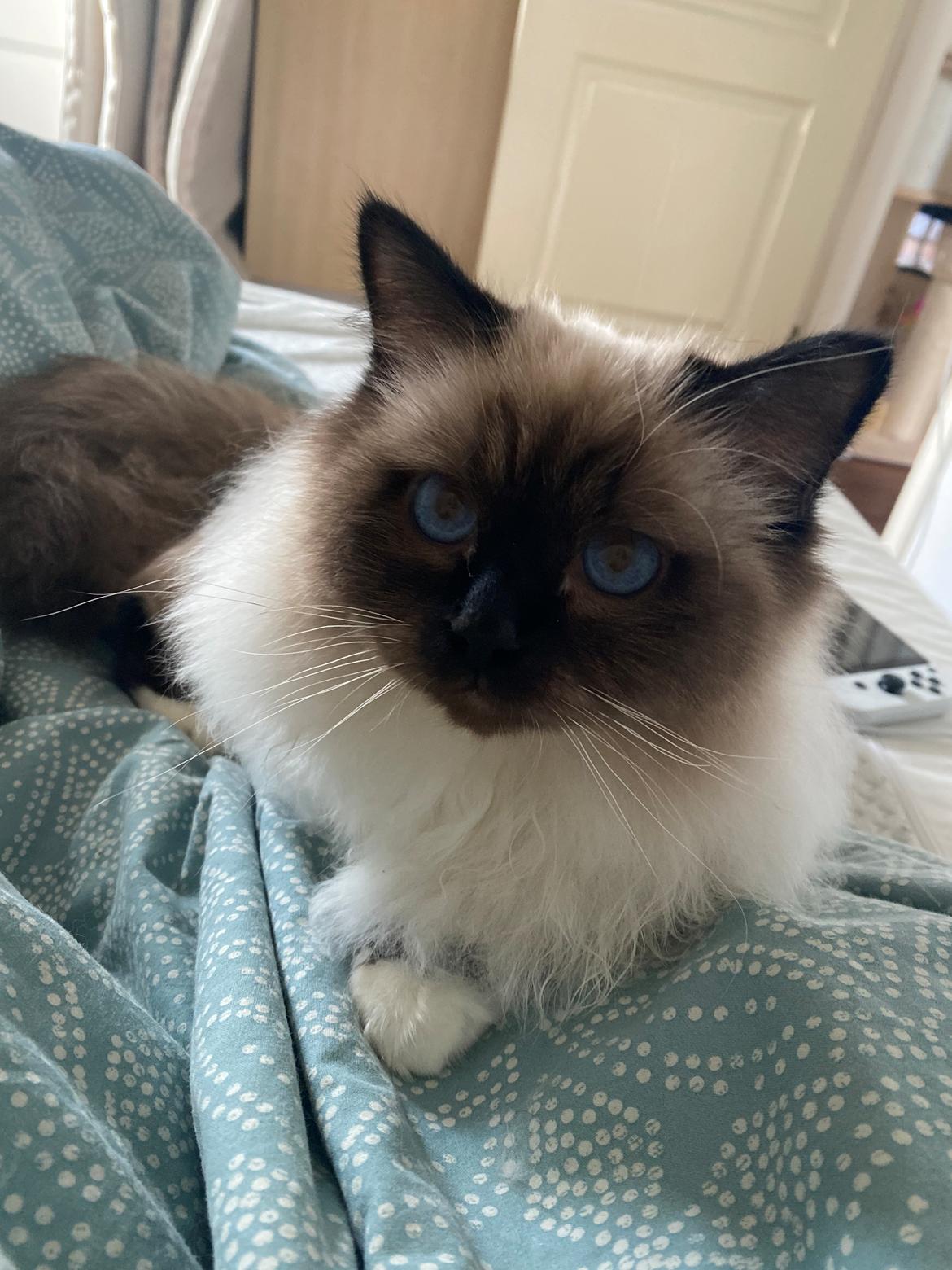 Hellig Birma Licarinis Milo (Mufasa)  billede 2