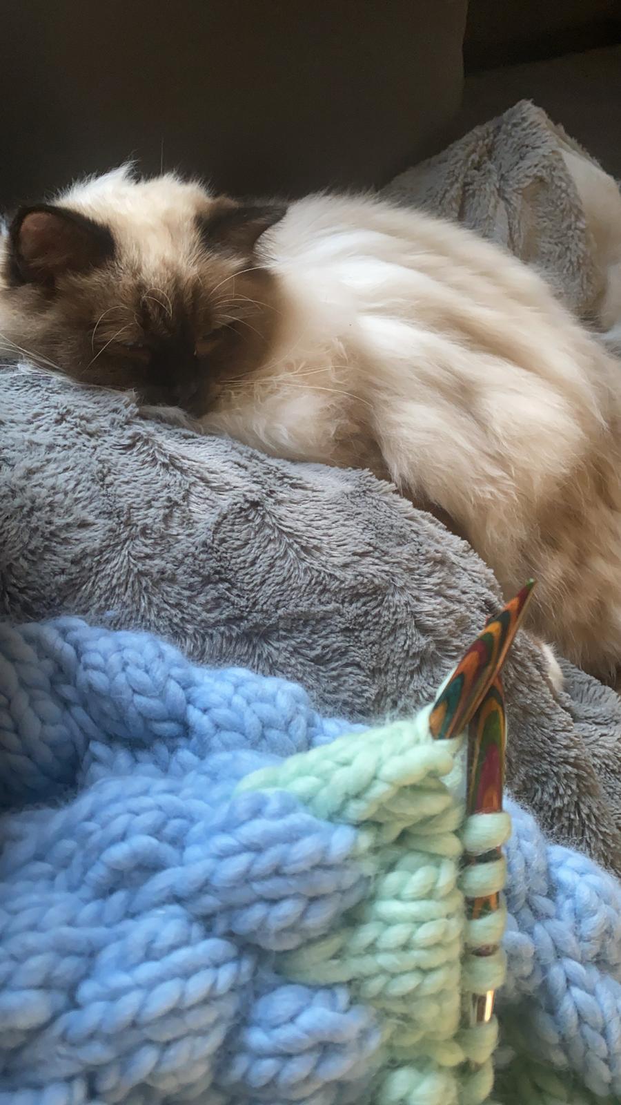 Hellig Birma Licarinis Milo (Mufasa)  billede 3