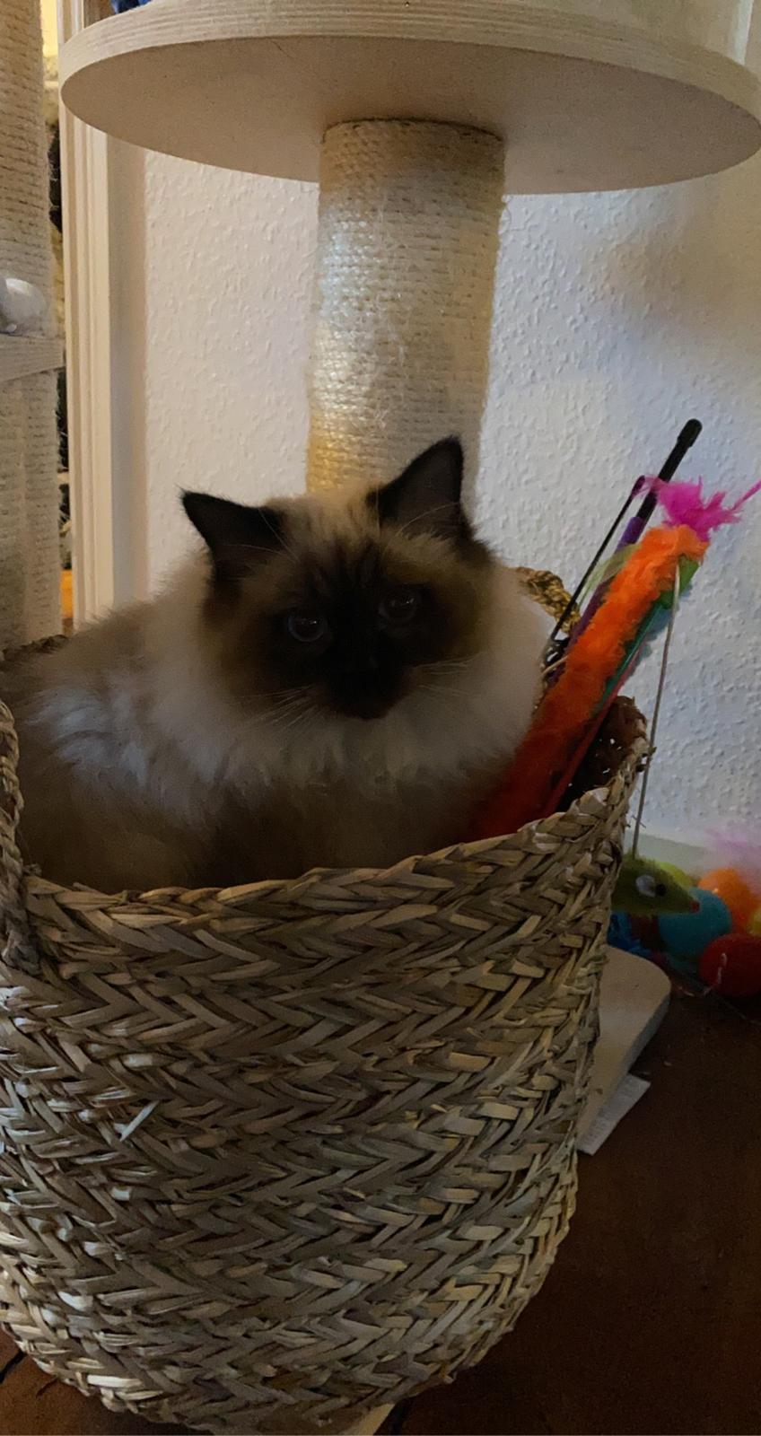 Hellig Birma Licarinis Milo (Mufasa)  billede 4