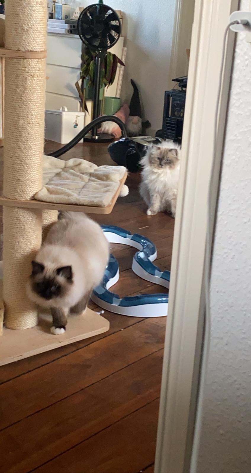 Hellig Birma Licarinis Milo (Mufasa)  billede 5