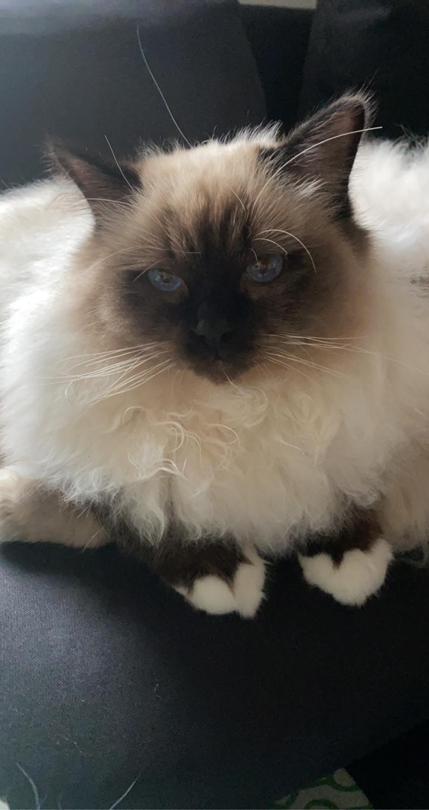 Hellig Birma Licarinis Milo (Mufasa)  billede 6