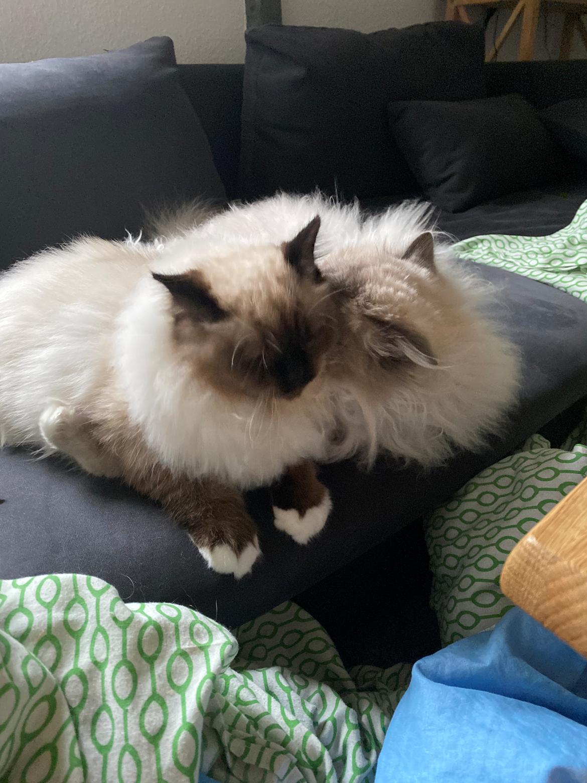 Hellig Birma Licarinis Milo (Mufasa)  billede 7