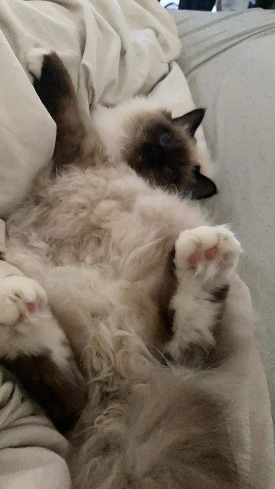 Hellig Birma Licarinis Milo (Mufasa)  billede 8