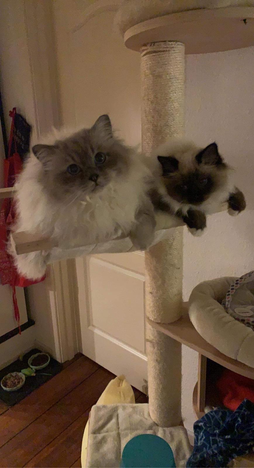 Hellig Birma Licarinis Milo (Mufasa)  billede 9