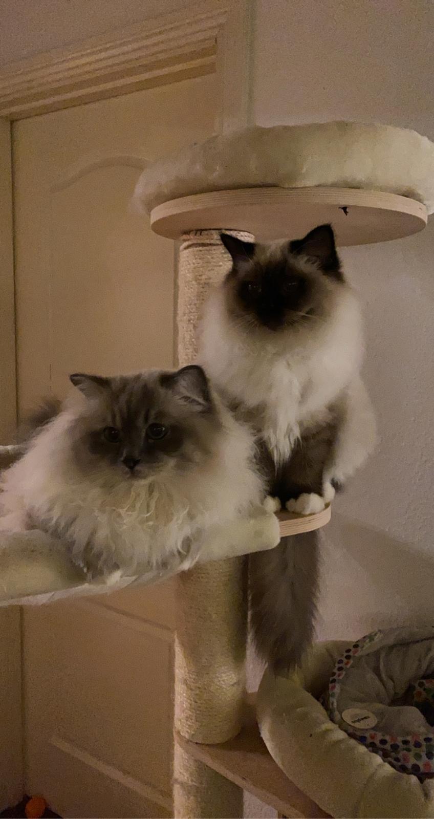 Hellig Birma Licarinis Milo (Mufasa)  billede 10