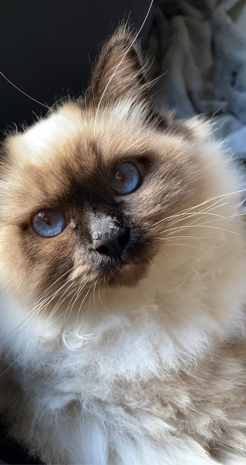 Hellig Birma Licarinis Milo (Mufasa)  billede 11