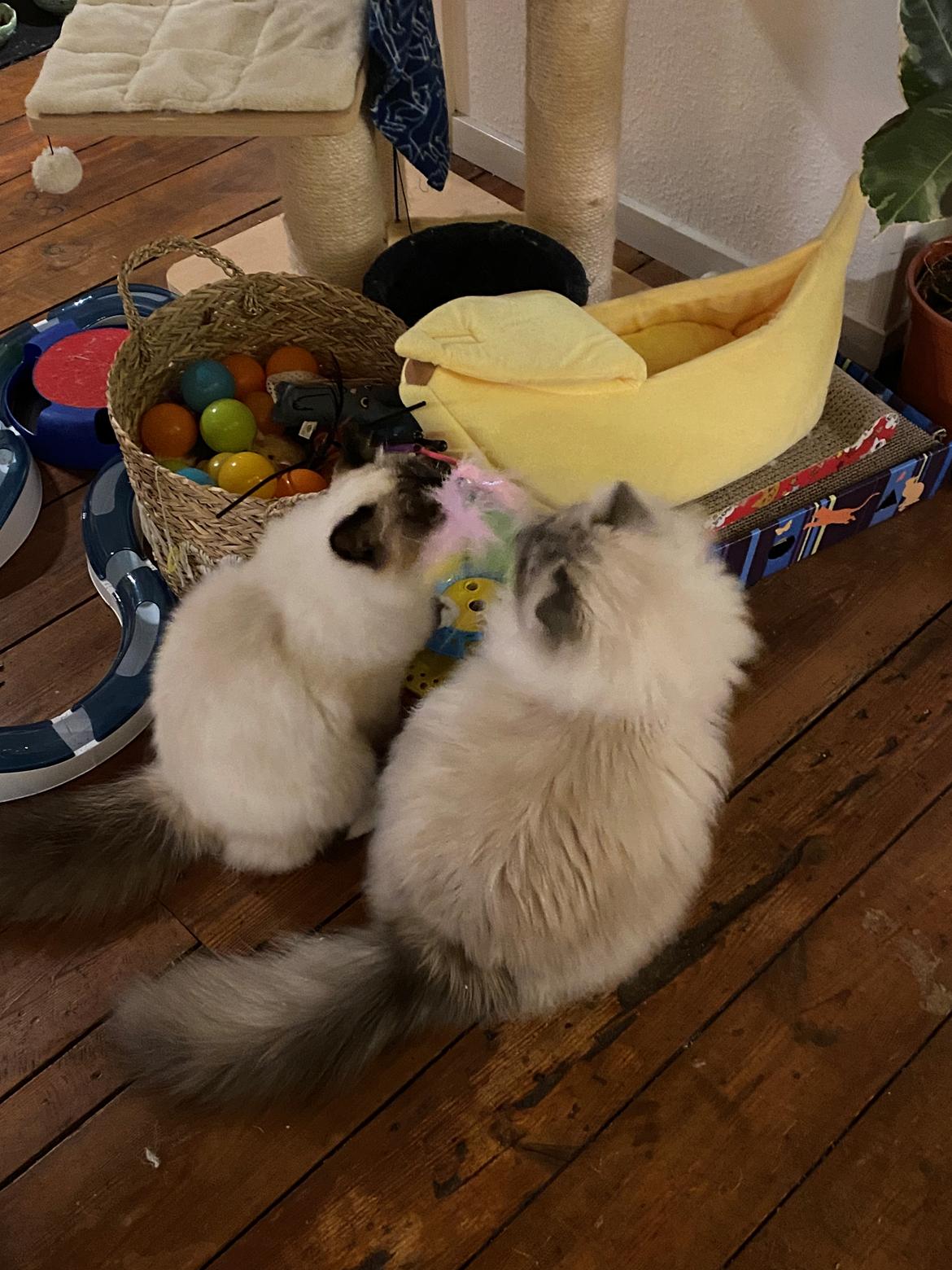 Hellig Birma Licarinis Milo (Mufasa)  billede 12