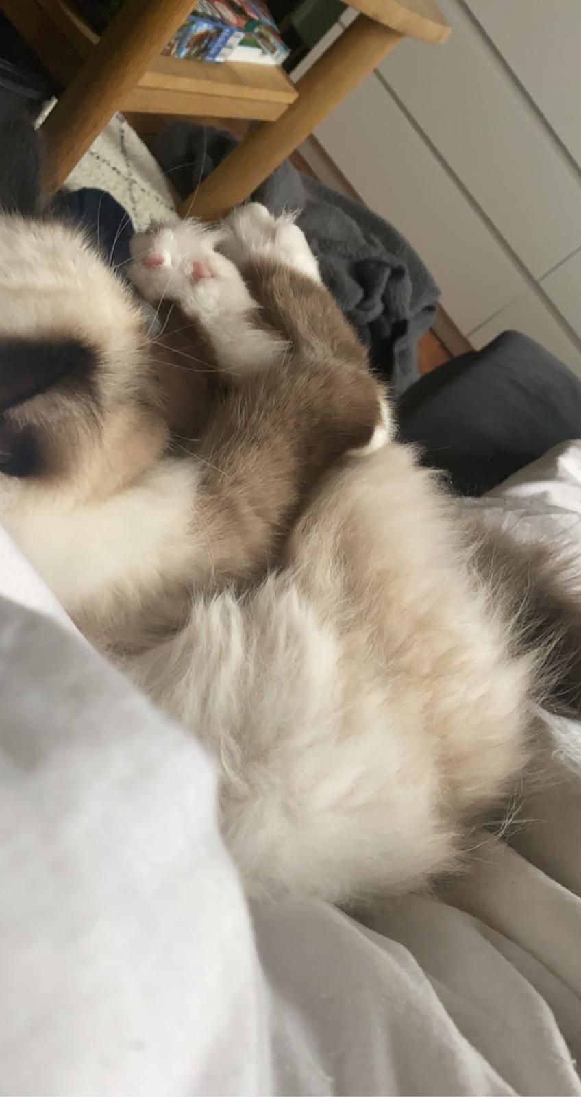 Hellig Birma Licarinis Milo (Mufasa)  billede 13