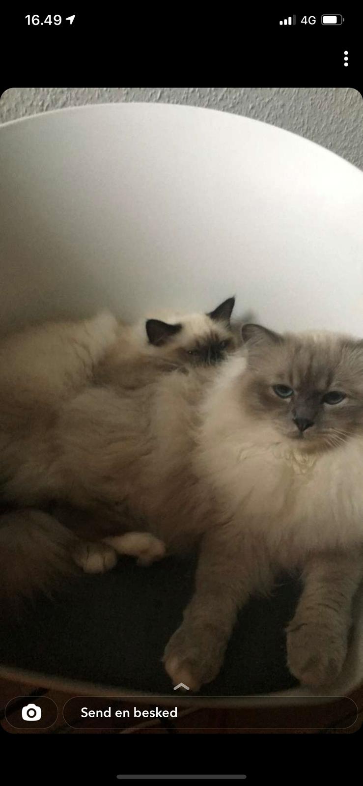 Hellig Birma Licarinis Milo (Mufasa)  billede 14