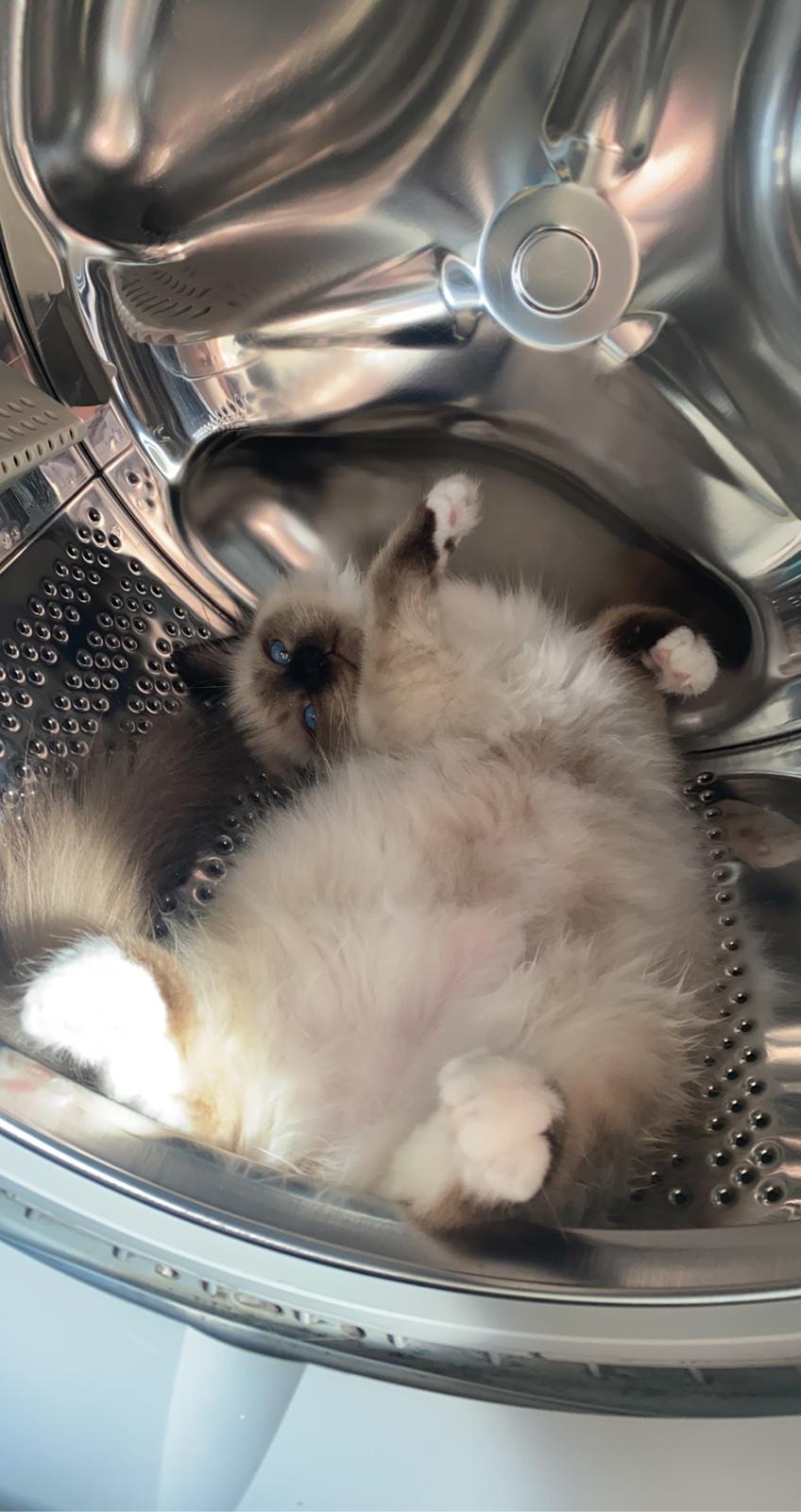 Hellig Birma Licarinis Milo (Mufasa)  billede 16